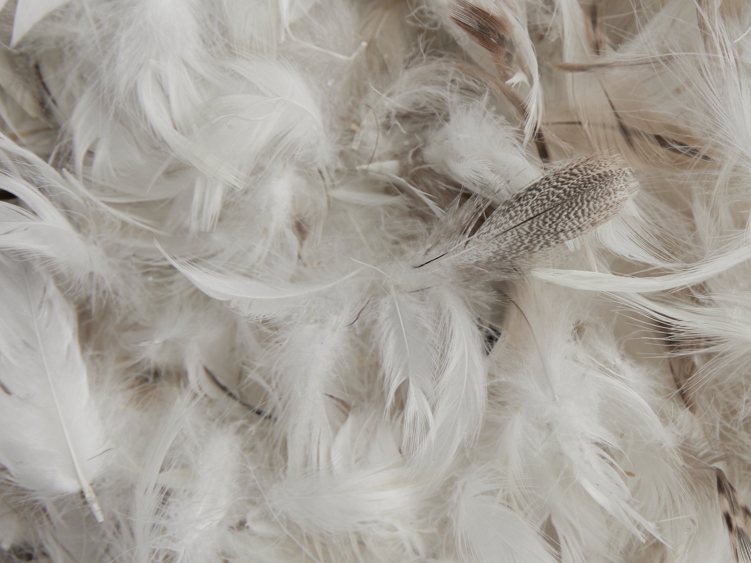 Feather Euro Pillow Insert